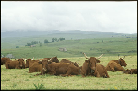 Les pâturages et les vaches Salers