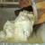 Le fromage de Salers